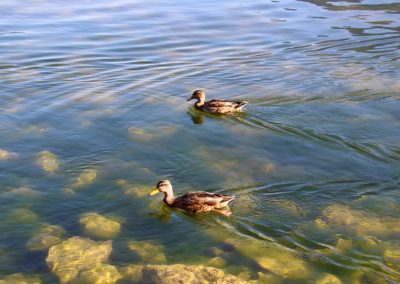 Wild Enten im Hallstättersee